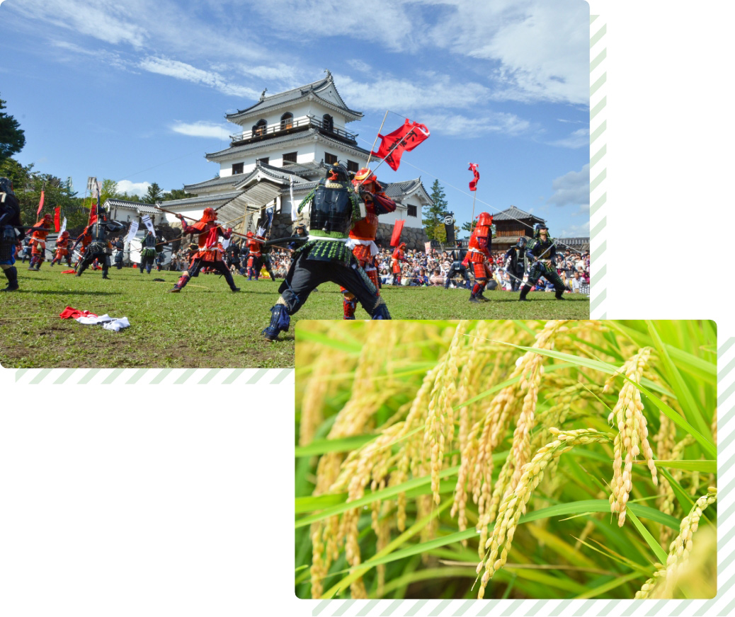 白石城まつりと稲穂の写真