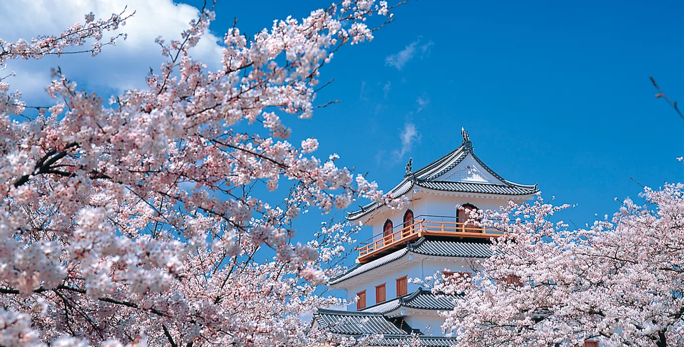 白石城と桜