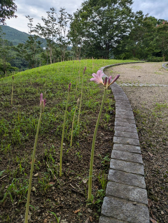 ナツズイセン