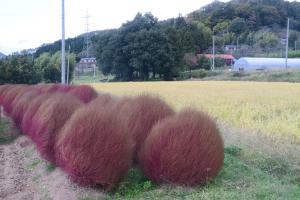 平フラワー会2