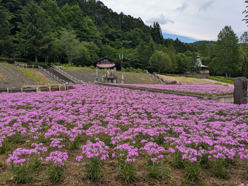 宿根フロックス