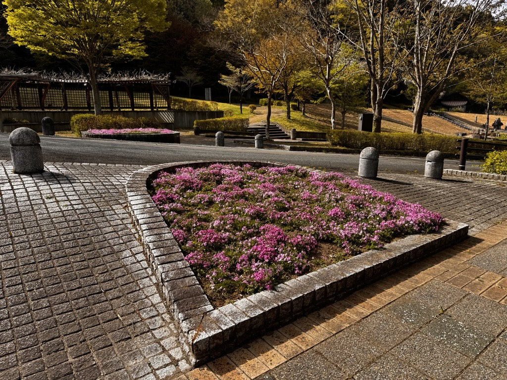 シバザクラ