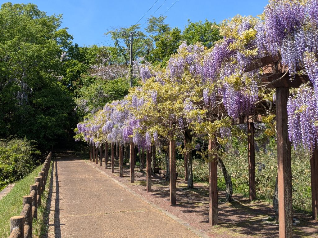 若林公園の藤棚