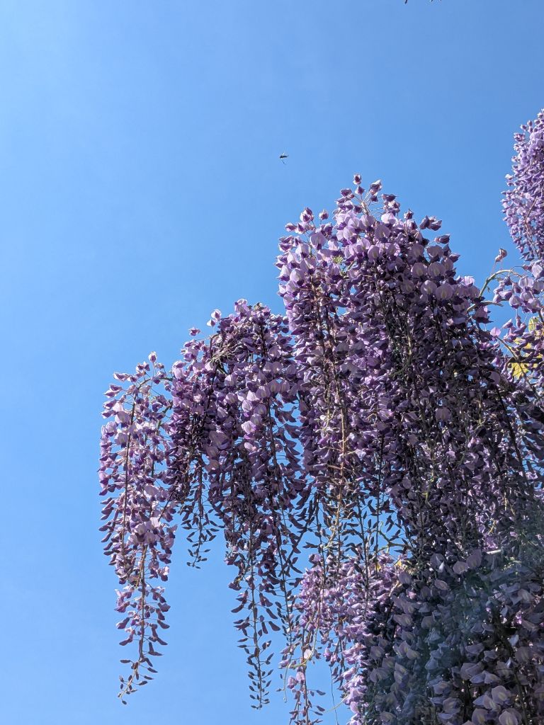 若林公園の藤棚
