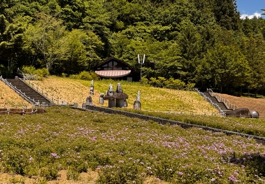 宿根フロックス