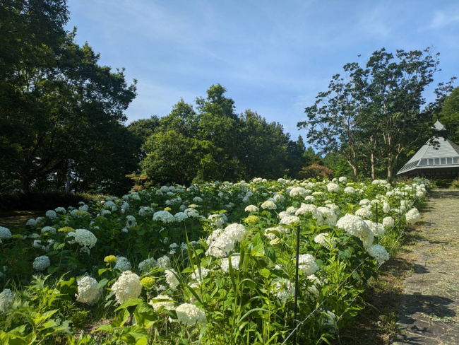 アナベル