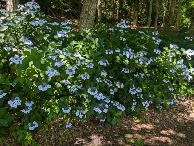 スパッシュランドパーク 花木