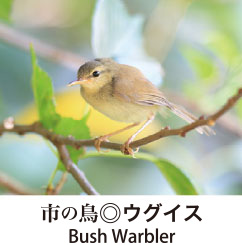 ウグイス