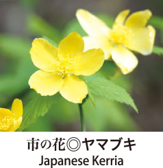 ヤマブキ