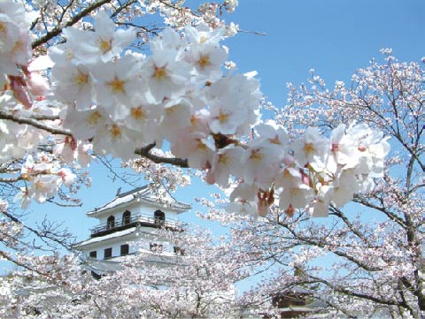 白石城桜まつり（益岡公園／４月）