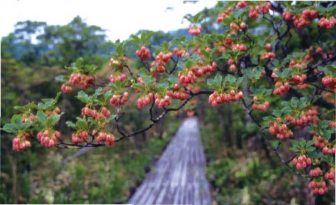 どうだんの森